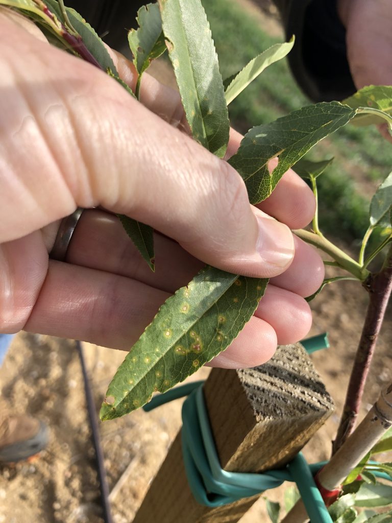 Symptoms of carfentrazone-ethyl drift on almond leaves. Note the yellow outer-halo, with a purplish middle-halo. Within 2-3 weeks, these areas will fall out of the leaf giving the appearance of shot-hole.  Photo by David Doll.