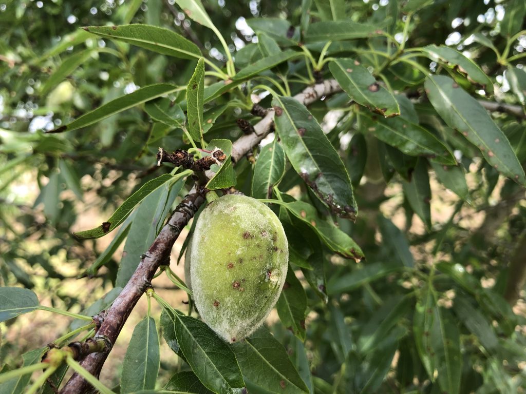Shot Hole on Almond Fruit