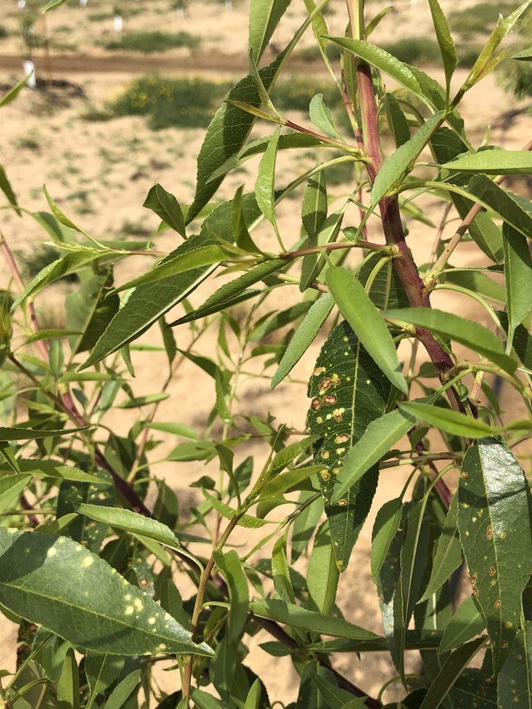 This young almond tree has been drifted with oxyfluorfen. Leaf symptoms include the yellow and purple halos that encircle a brown lesion. Please note that the leaf in the lower left corner is showing symptoms of paraquat/gramoxone drift. This herbicide is different from PPO herbicides due to its more "bleached" appearance. 