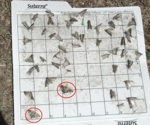 Figure 2. Moths circled in red are meal moths, the rest are NOW (Photo by A. Ray)