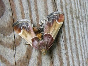 Meal moth (Pyralis farinalis) commonly found in navel orangeworm pheromone trap.