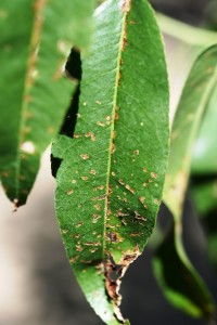 Bacterial Spot Leaf Symptoms
