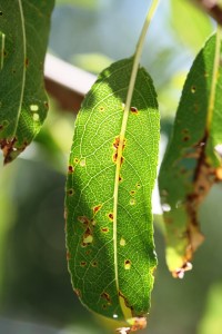 Bacterial Spot Leaf Symptom 2