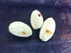 Bacterial Spot of Almond 1