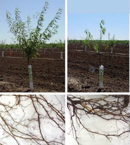 Figure 2: Roots of a healthy, fumigated tree (left) compared to the roots of a RD-affected tree (right).Lack of fine feeder root development leads to stunted growth of young trees.