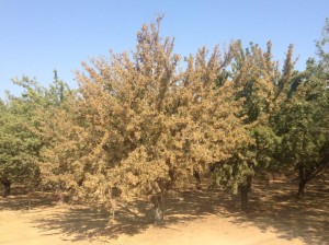 Photo 1.  Winters variety on Lovell rootstock showing ALS symptoms throughout the entire canopy.  The adjacent Winters tree shows some foliar symptoms, but much less than the end tree.