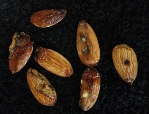 Figure 2: Close up of gummy kernels submitted to the UCCE Merced Office. The kernel on the right has symptoms that appears to be leaf footed plant bug.