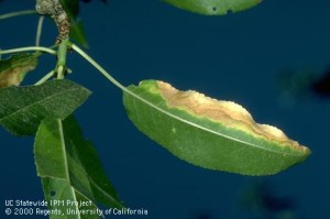 Photo 2.  Almond leaf infected with almond leaf scorch, showing the distinct yellow band between dead and green tissue in the leaves, characteristic of ALS infection.