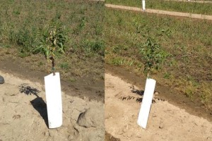 Variability in tree growth due to issues at planting.