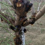 Boron toxicity of a young almond tree. Photo by Franz Niederholzer