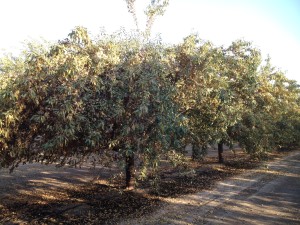 Leaf drop observed in the almond variety 'Monterey.' Senescence and drop is most likely due to water stress. Photo courtesy of James Nichols.
