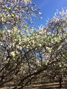 Almond trees pushing leaves at bloom indicates that something affected fruit bud development in previous years. Photo courtesy of Ryan Doglione.