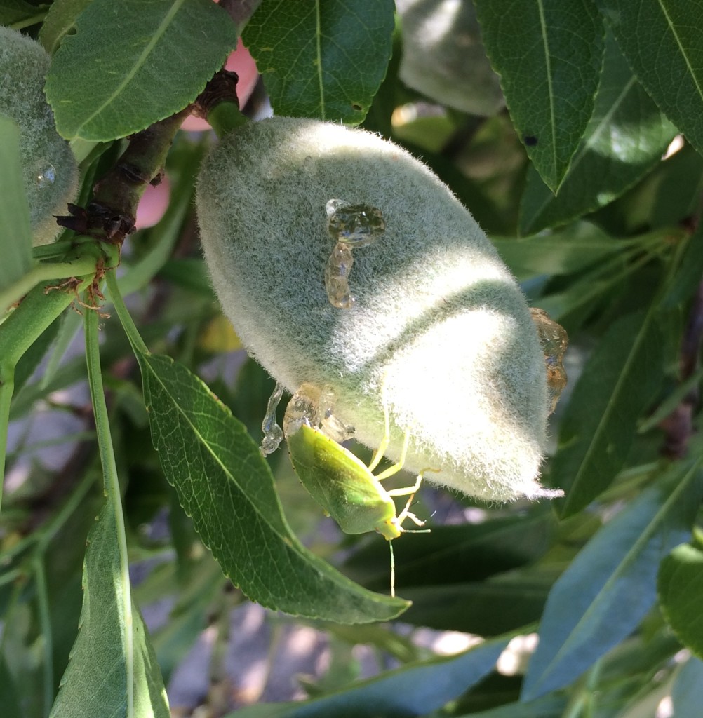 Green stink bug feeding on an almond hull. Note the multiple feeding sites.