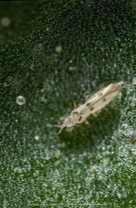 Sixspotted thrips, shown here feeding on spider mite eggs, has three brown spots on each forewing. It feeds on mites and mite eggs.