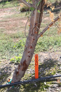 Gumming of the tree trunk caused by experimental glufosinate application. Photo courtesy of Brad Hansen.