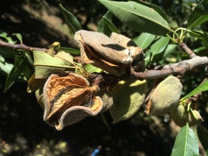 Hull rot of almond causes spur and limb dieback, potentially reducing future crops.