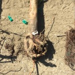 An almond tree with roots that have girdled the tree.