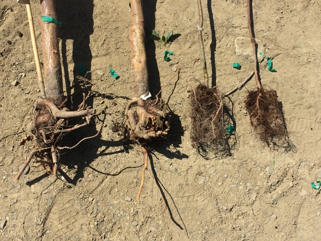 Several one year old trees with severe root girdling. The younger potted tree second from the right has roots that are already kinked and growing upwards, and may be too old for planting. The tree on the left appears to have a healthy root system.