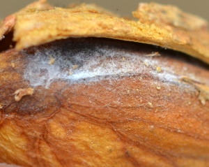 Fig. 1 The white mycelial growth found on the almond kernel is Rhizopus stolonifer, the hull rot pathogen. Image courtesy of Devin Carroll