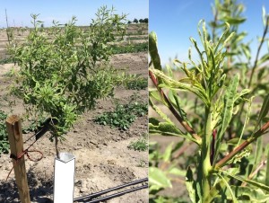 A first leaf tree showing severe zinc deficiency due to a high soil pH (>8.5). "Pushing the limits" when planting almond trees often leads to increased operational costs and risk of tree loss. 