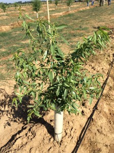 Newly planted potted trees often have very flat branch angles. These must be pruned in order to push new, properly angled, growth.