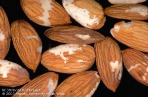 Shallow grooves in almond kernels caused by Peach twig borer.