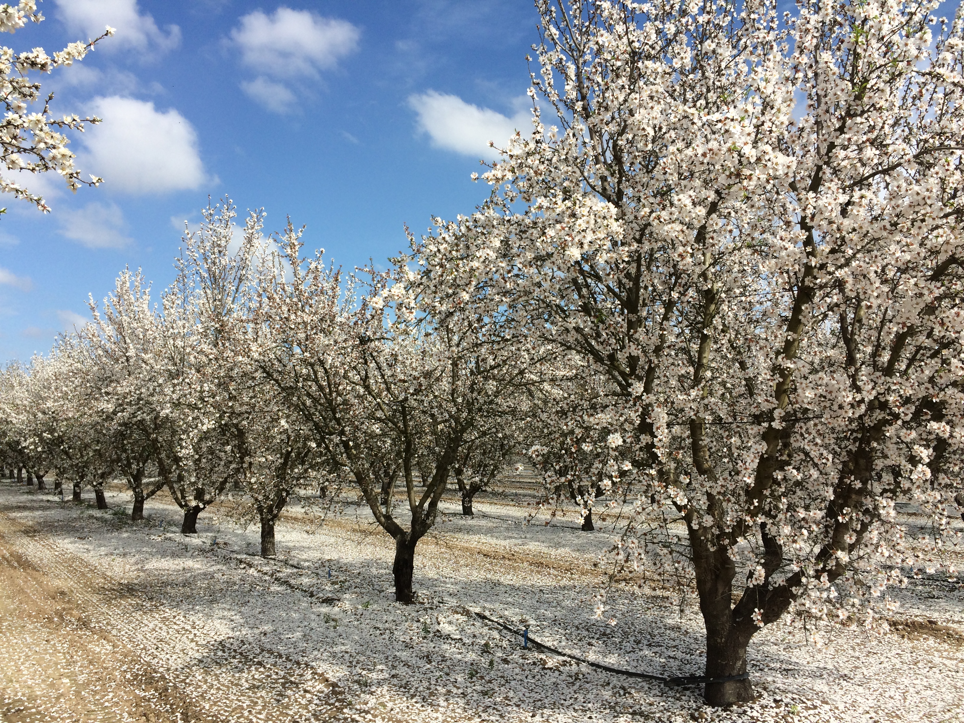 Almond trees in bloom. 