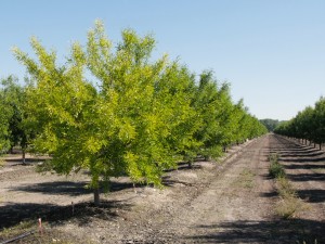 Yellow almond tree caused by saturated soil conditions.