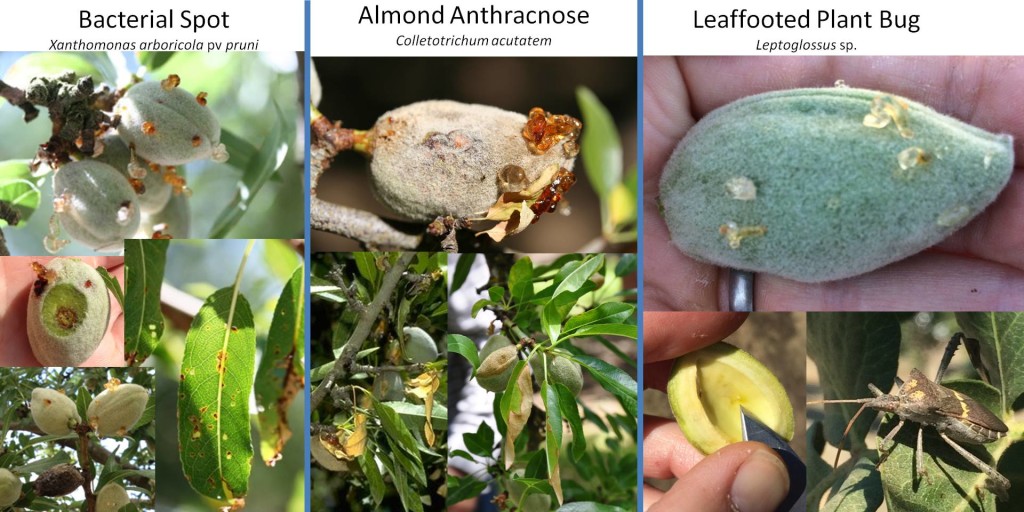 A comparison of bacterial spot, anthracnose, and plant bug damage of almond fruit.