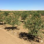 Verticillium affecting a large number of 2nd leaf almond trees.