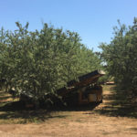 Catch frame shaker in a mature almond orchard