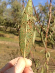 Rust spores on the underside of an almond leaf. This disease is commonly observed in the fall.